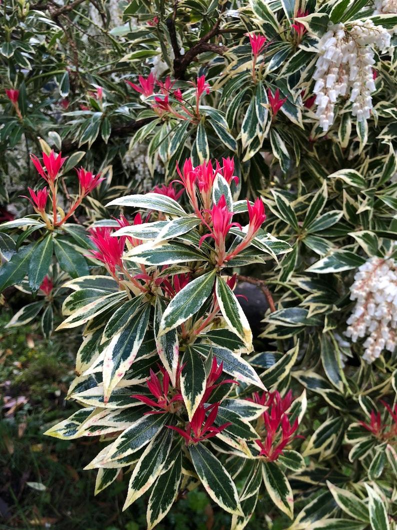 Pieris Japonica Fire N Ice - View 15 from www redcrocus com