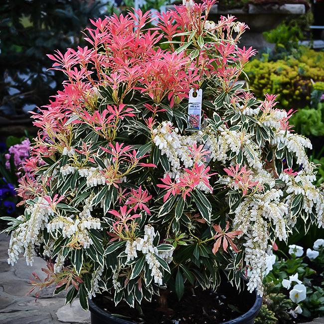 Pieris Japonica Fire N Ice - View 1 from www redcrocus com