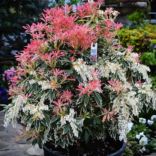 Pieris Japonica Fire N Ice - View 1 from www redcrocus com