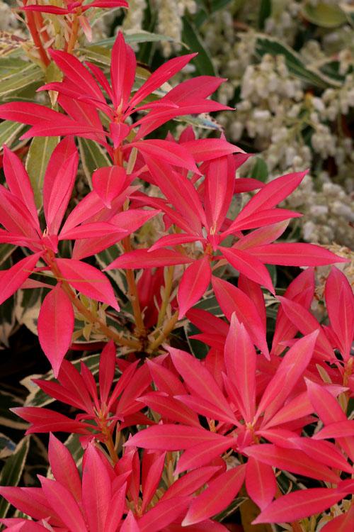 Pieris Japonica Fire N Ice - View 2 from www redcrocus com