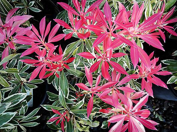Pieris Japonica Fire N Ice - View 3 from www redcrocus com