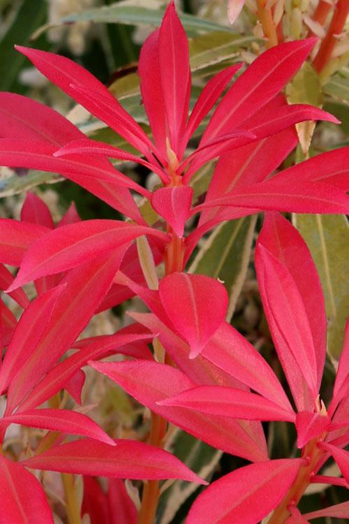 Pieris Japonica Fire N Ice - View 5 from www redcrocus com