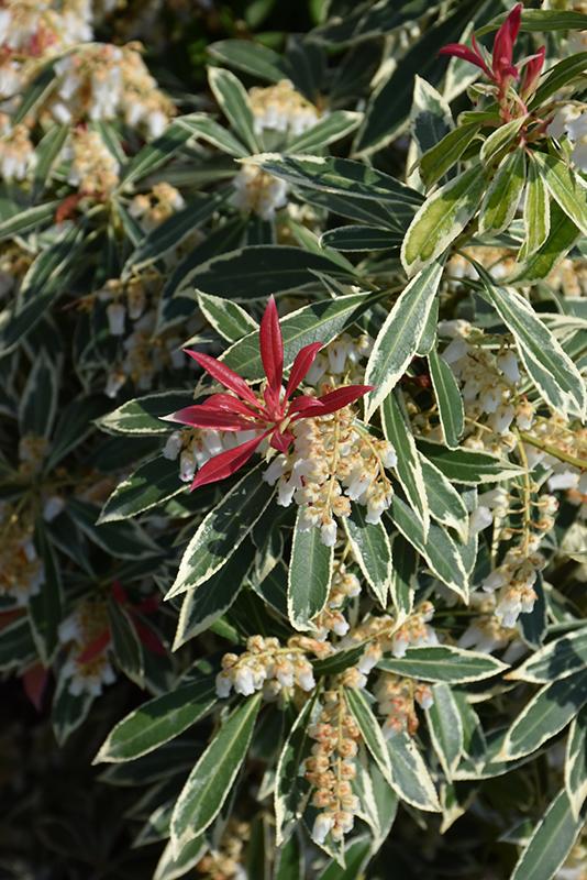 Pieris Japonica Fire N Ice - View 6 from www redcrocus com