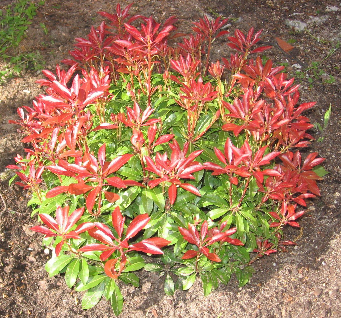 Pieris Japonica Fire N Ice - View 7 from www redcrocus com