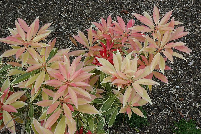 Pieris Japonica Fire N Ice - View 8 from www redcrocus com