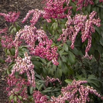 Pieris Japonica Fire N Ice - View 9 from www redcrocus com