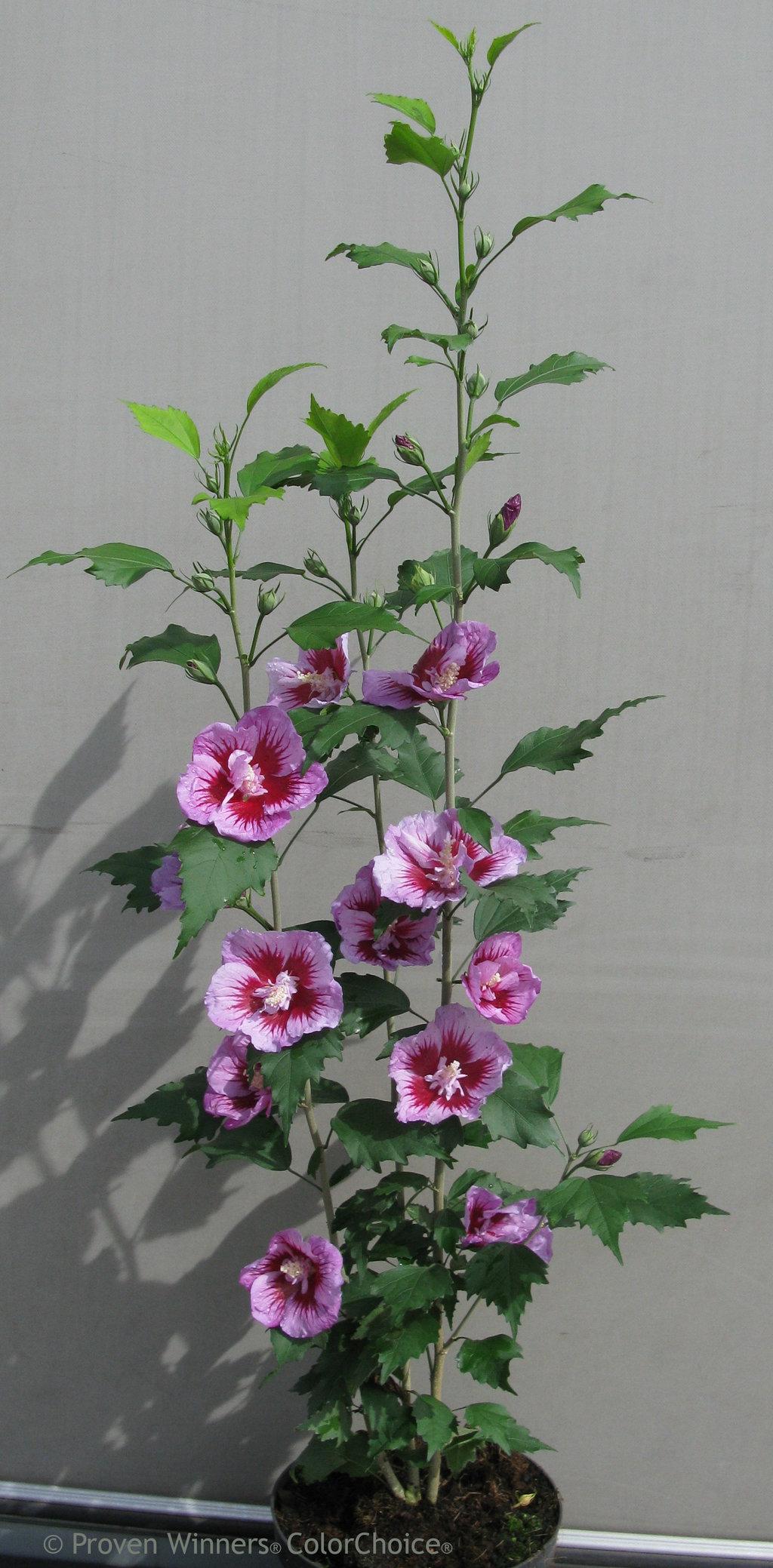 Hibiscus Syriacus Purple Pillar - View 10 from www redcrocus com