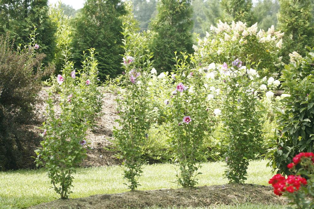 Hibiscus Syriacus Purple Pillar - View 11 from www redcrocus com