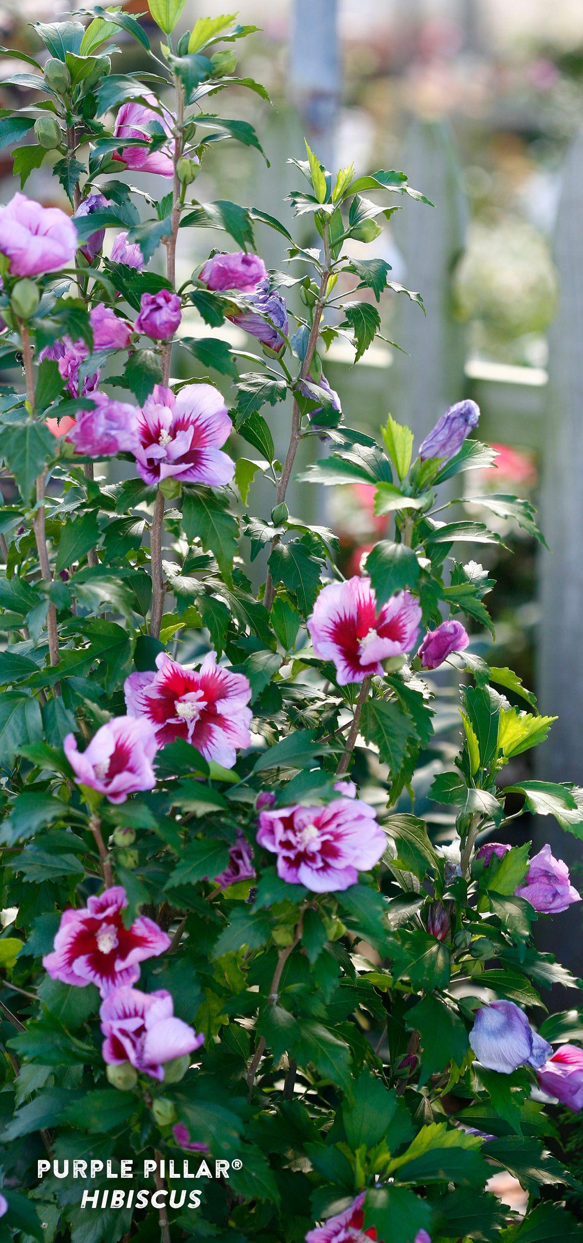 Hibiscus Syriacus Purple Pillar - View 12 from www redcrocus com