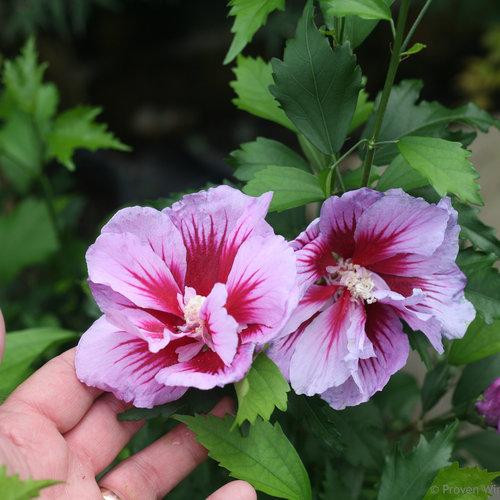 Hibiscus Syriacus Purple Pillar - View 14 from www redcrocus com