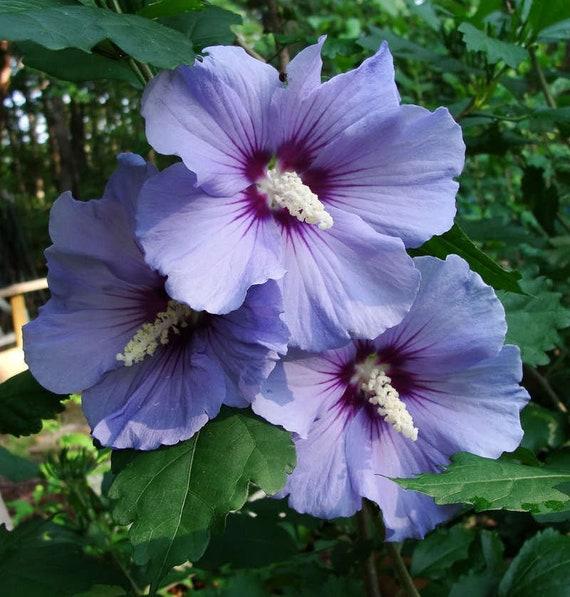Hibiscus Syriacus Purple Pillar - View 15 from www redcrocus com