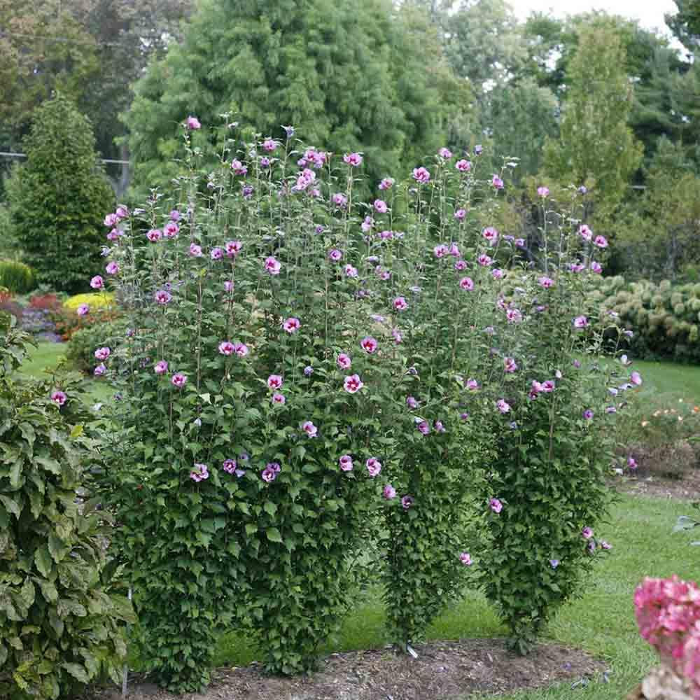 Hibiscus Syriacus Purple Pillar - View 19 from www redcrocus com