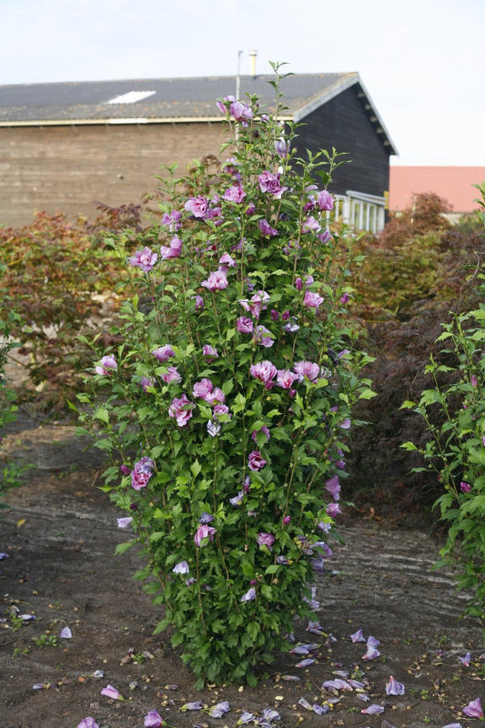 Hibiscus Syriacus Purple Pillar - View 1 from www redcrocus com