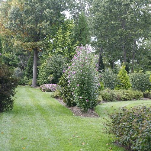Hibiscus Syriacus Purple Pillar - View 20 from www redcrocus com