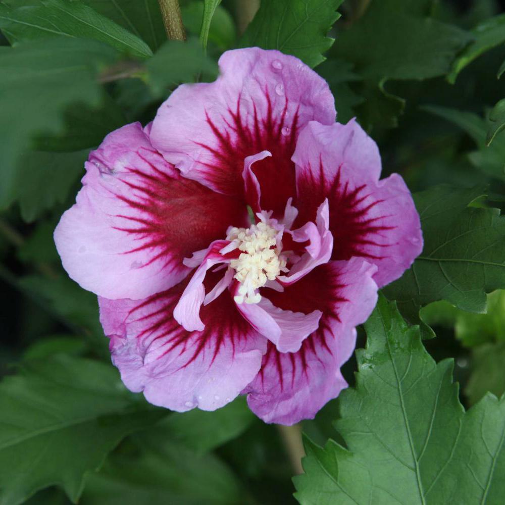 Hibiscus Syriacus Purple Pillar - View 3 from www redcrocus com