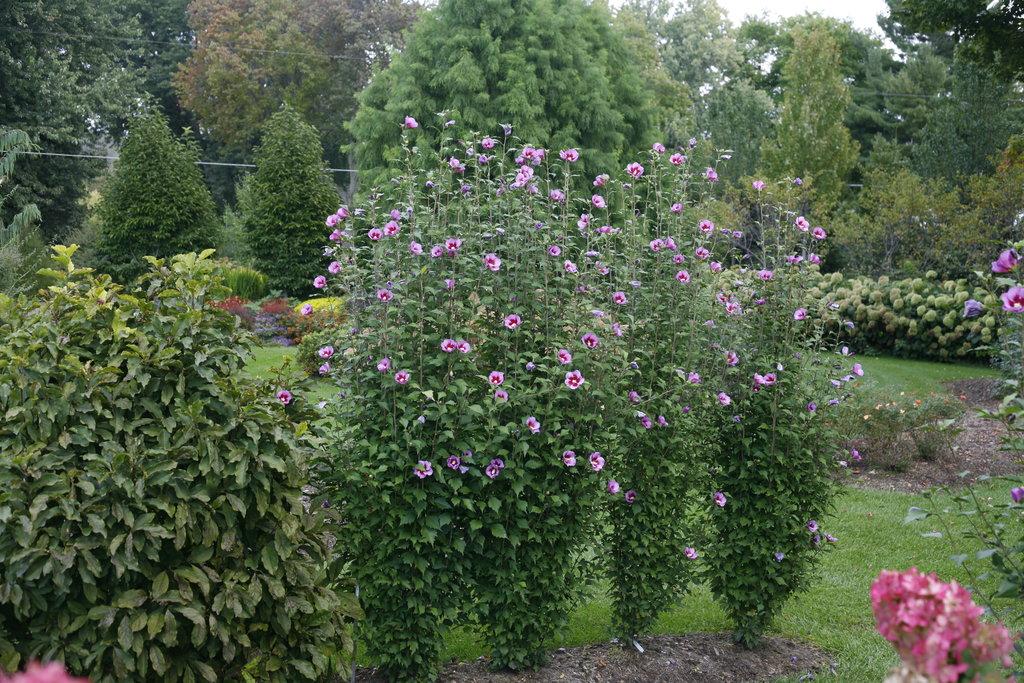 Hibiscus Syriacus Purple Pillar - View 5 from www redcrocus com