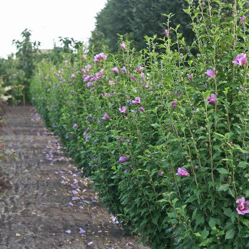 Hibiscus Syriacus Purple Pillar - View 8 from www redcrocus com