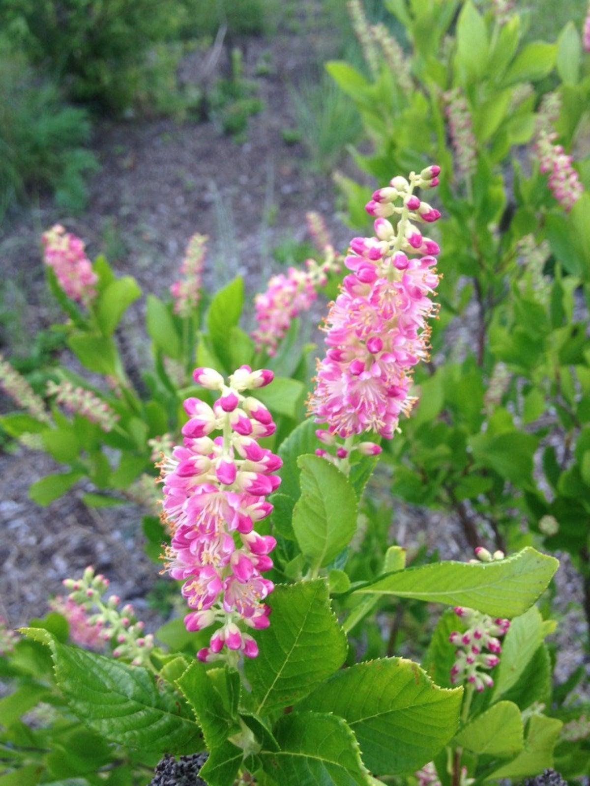 Clethra Alnifolia - View 1 from www redcrocus com