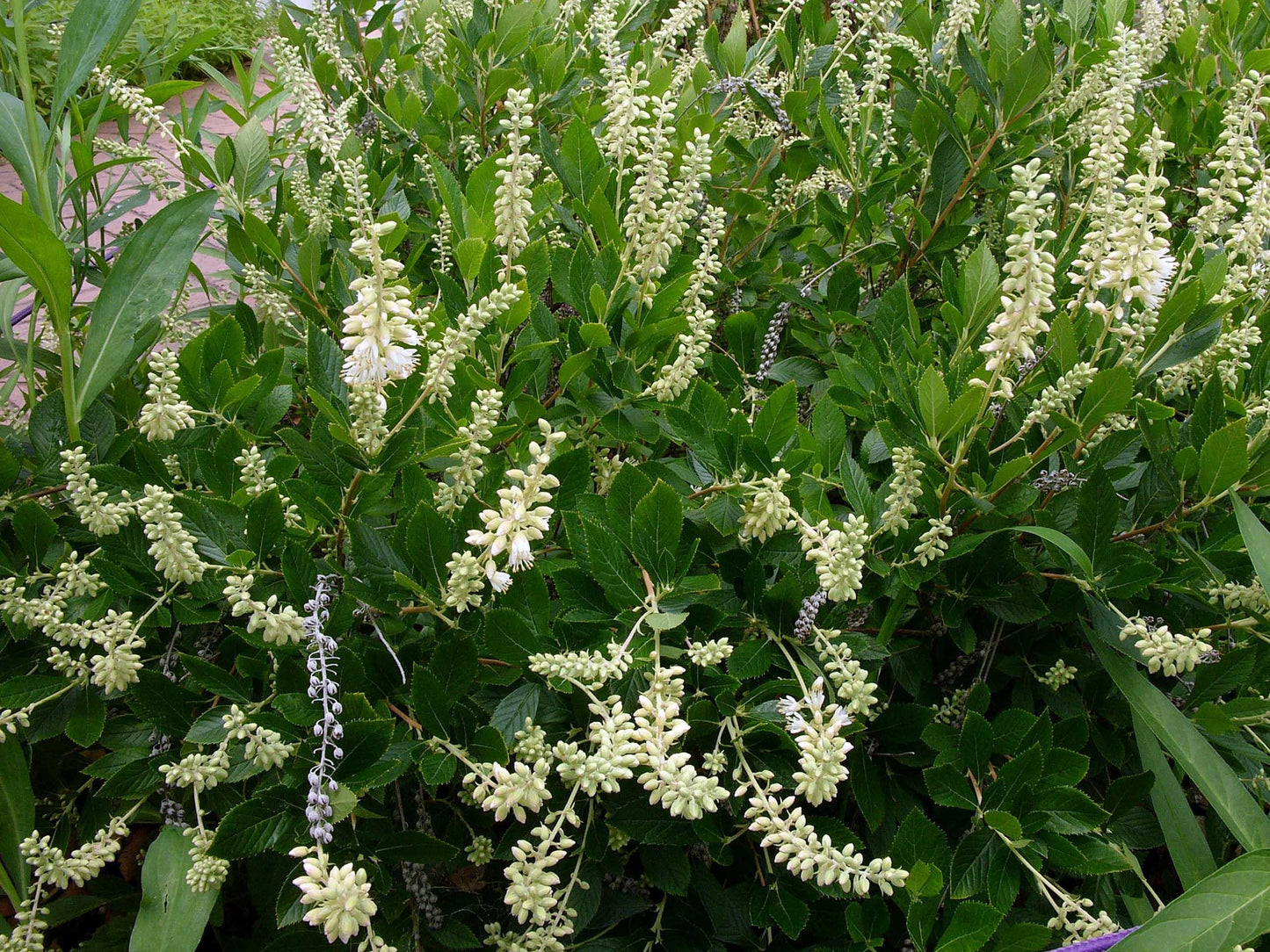 Clethra Alnifolia - View 9 from www redcrocus com