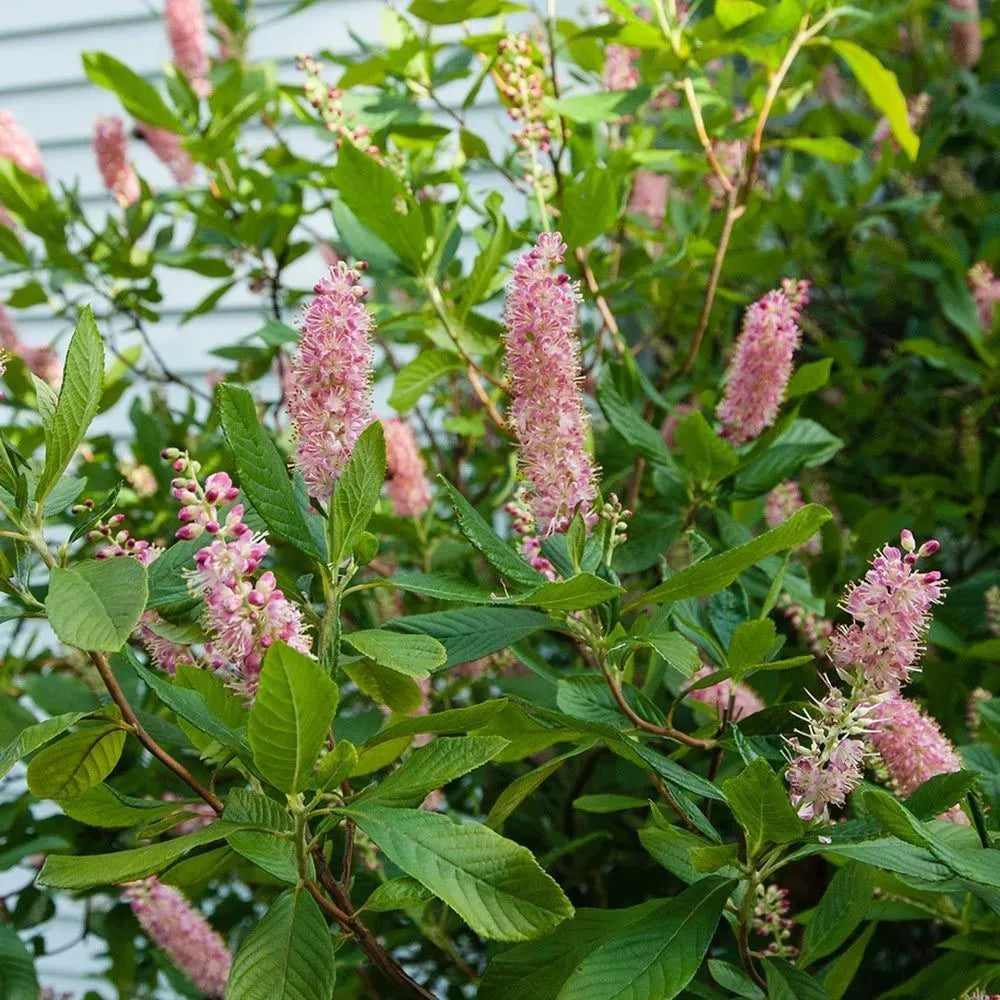 Clethra Alnifolia - View 9 from www redcrocus com