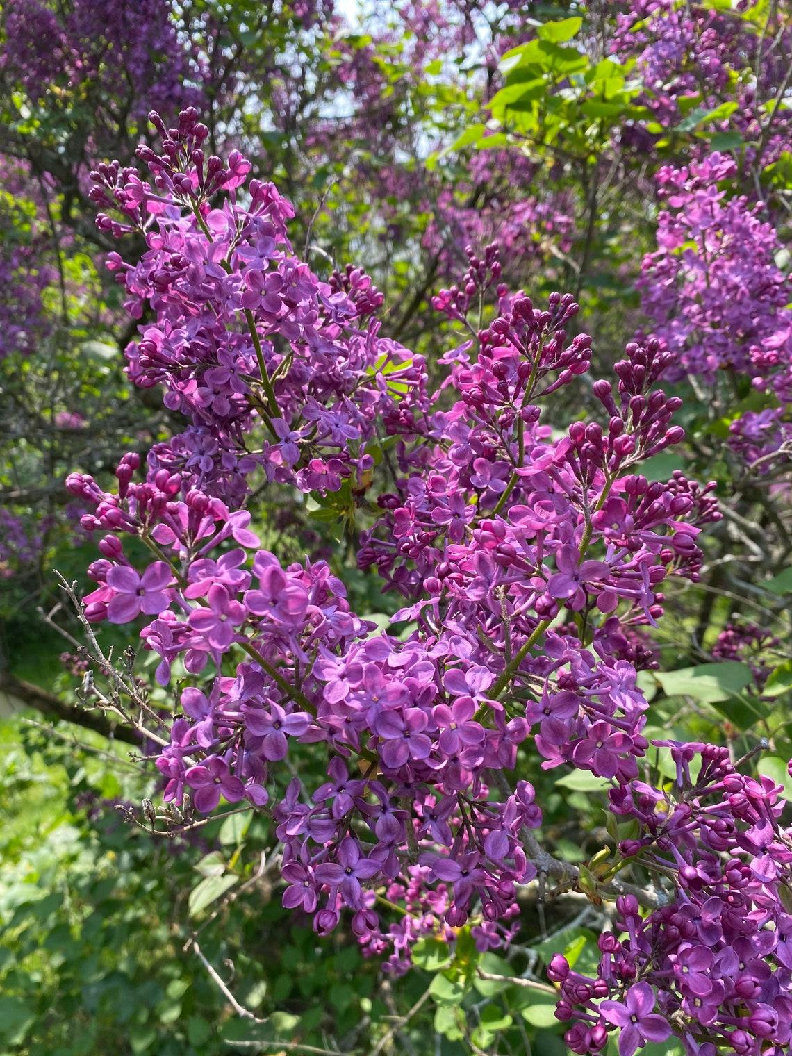 Syringa Hyacinthflora Pocahontas - View 12 from www redcrocus com