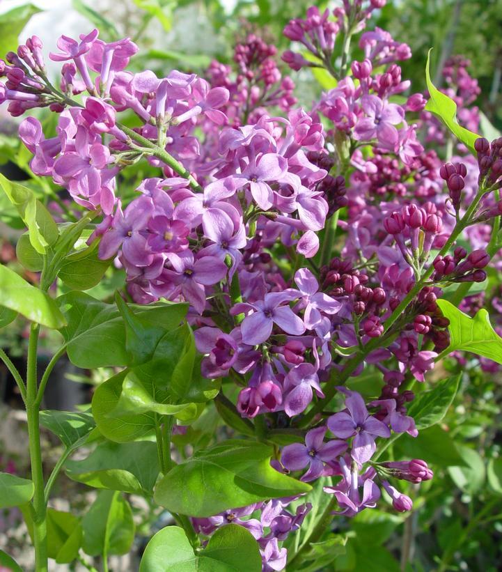 Syringa Hyacinthflora Pocahontas - View 14 from www redcrocus com