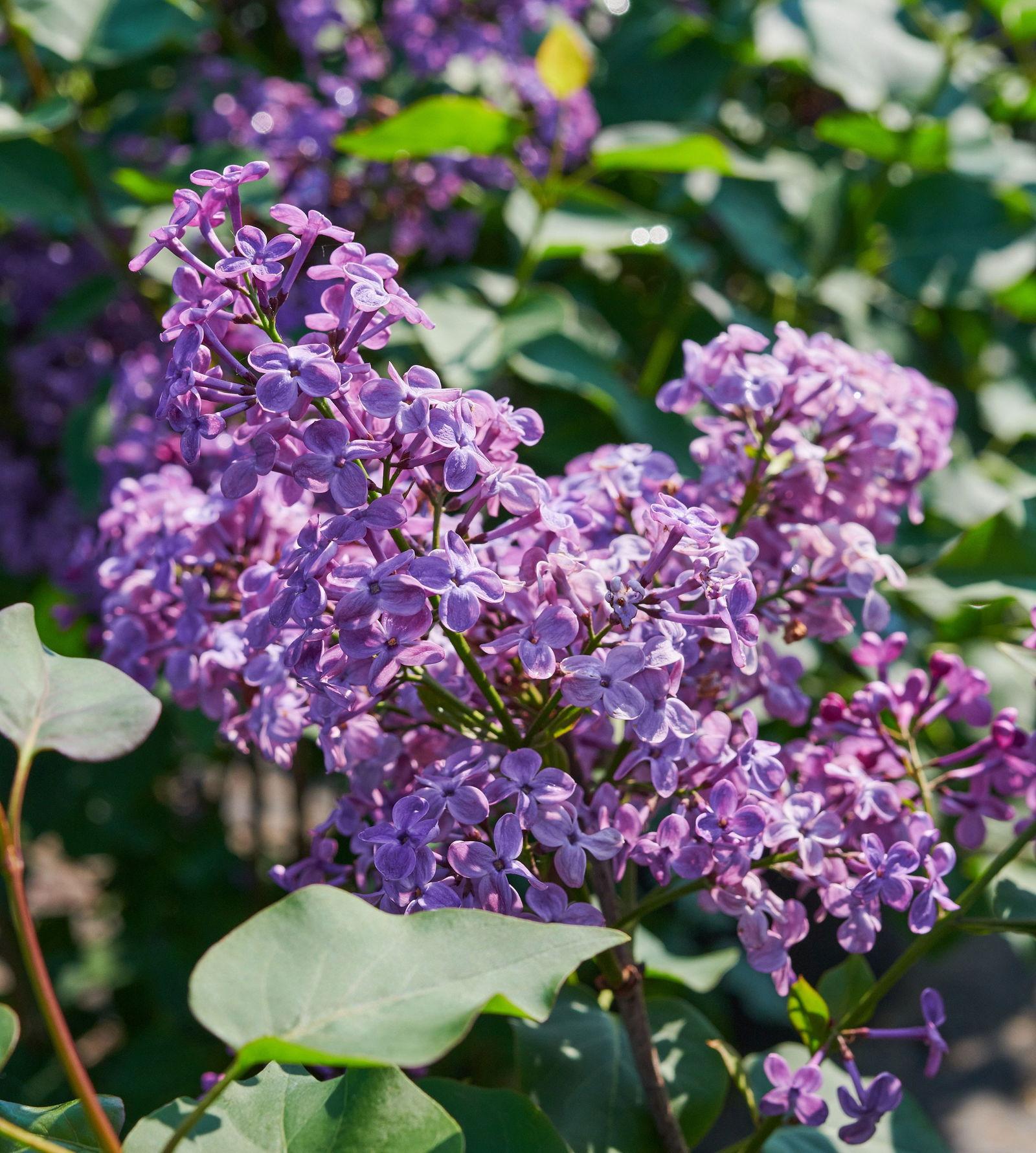 Syringa Hyacinthflora Pocahontas - View 15 from www redcrocus com