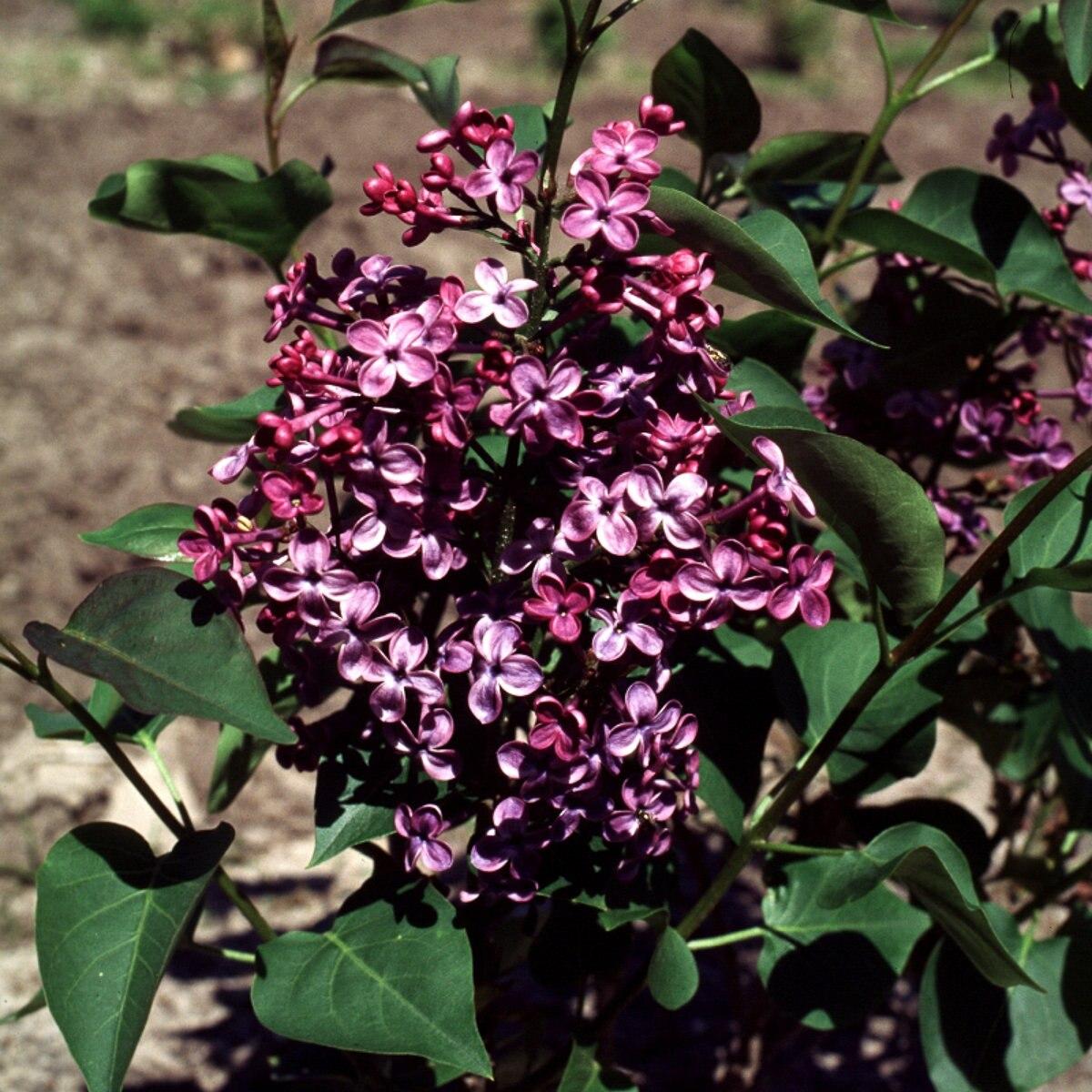 Syringa Hyacinthflora Pocahontas - View 16 from www redcrocus com