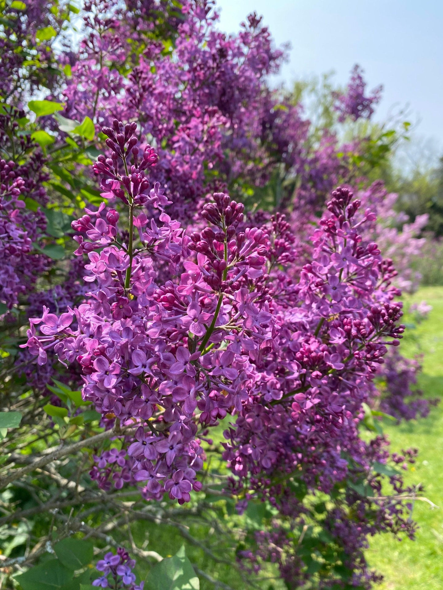 Syringa Hyacinthflora Pocahontas - View 17 from www redcrocus com