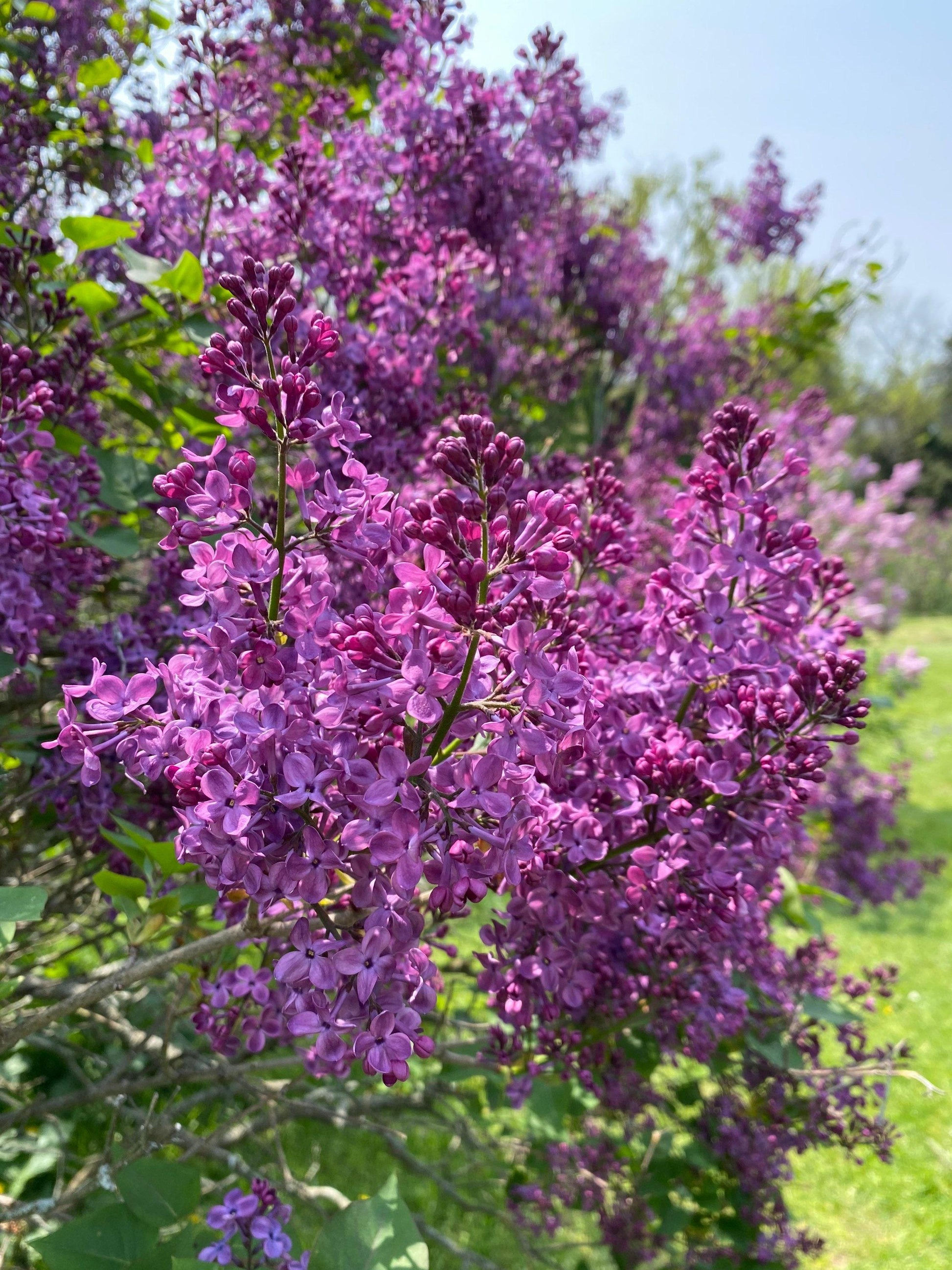 Syringa Hyacinthflora Pocahontas - View 17 from www redcrocus com