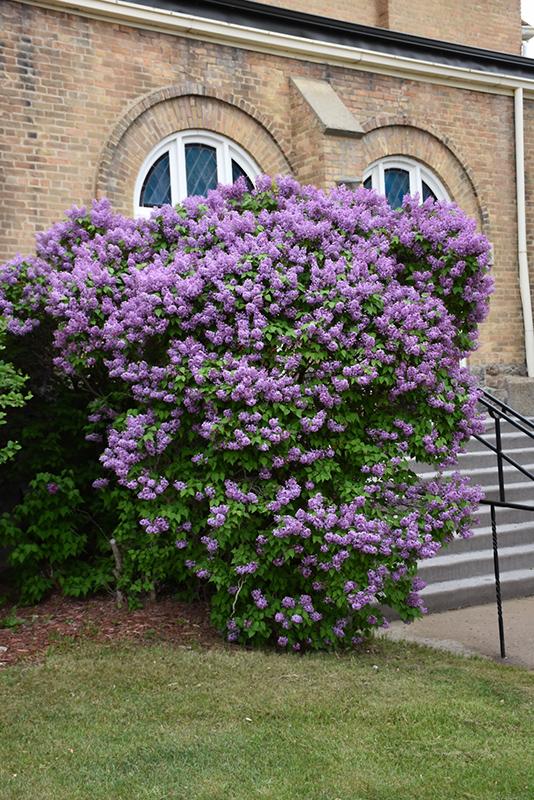 Syringa Hyacinthflora Pocahontas - View 1 from www redcrocus com