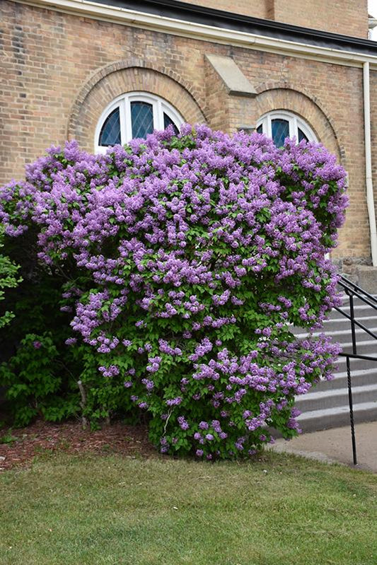 Syringa Hyacinthflora Pocahontas - View 1 from www redcrocus com