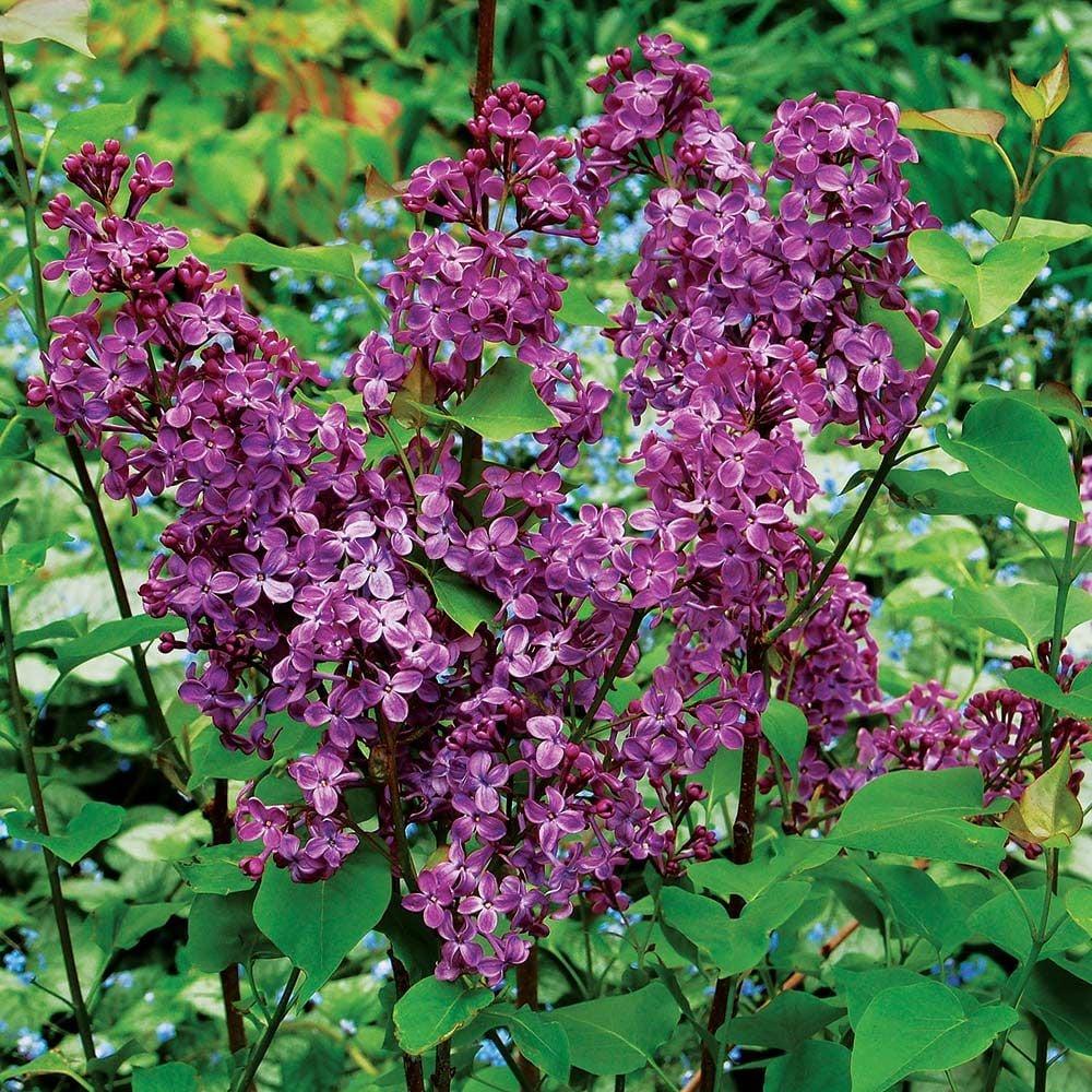 Syringa Hyacinthflora Pocahontas - View 2 from www redcrocus com