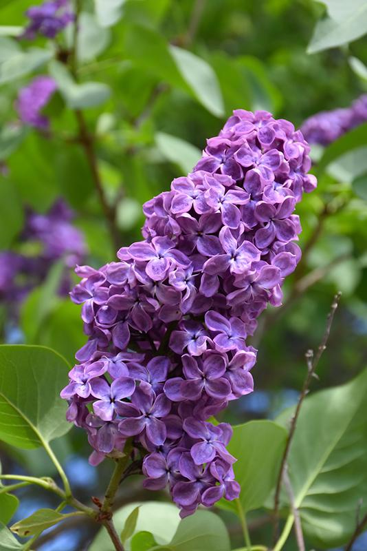 Syringa Hyacinthflora Pocahontas - View 5 from www redcrocus com