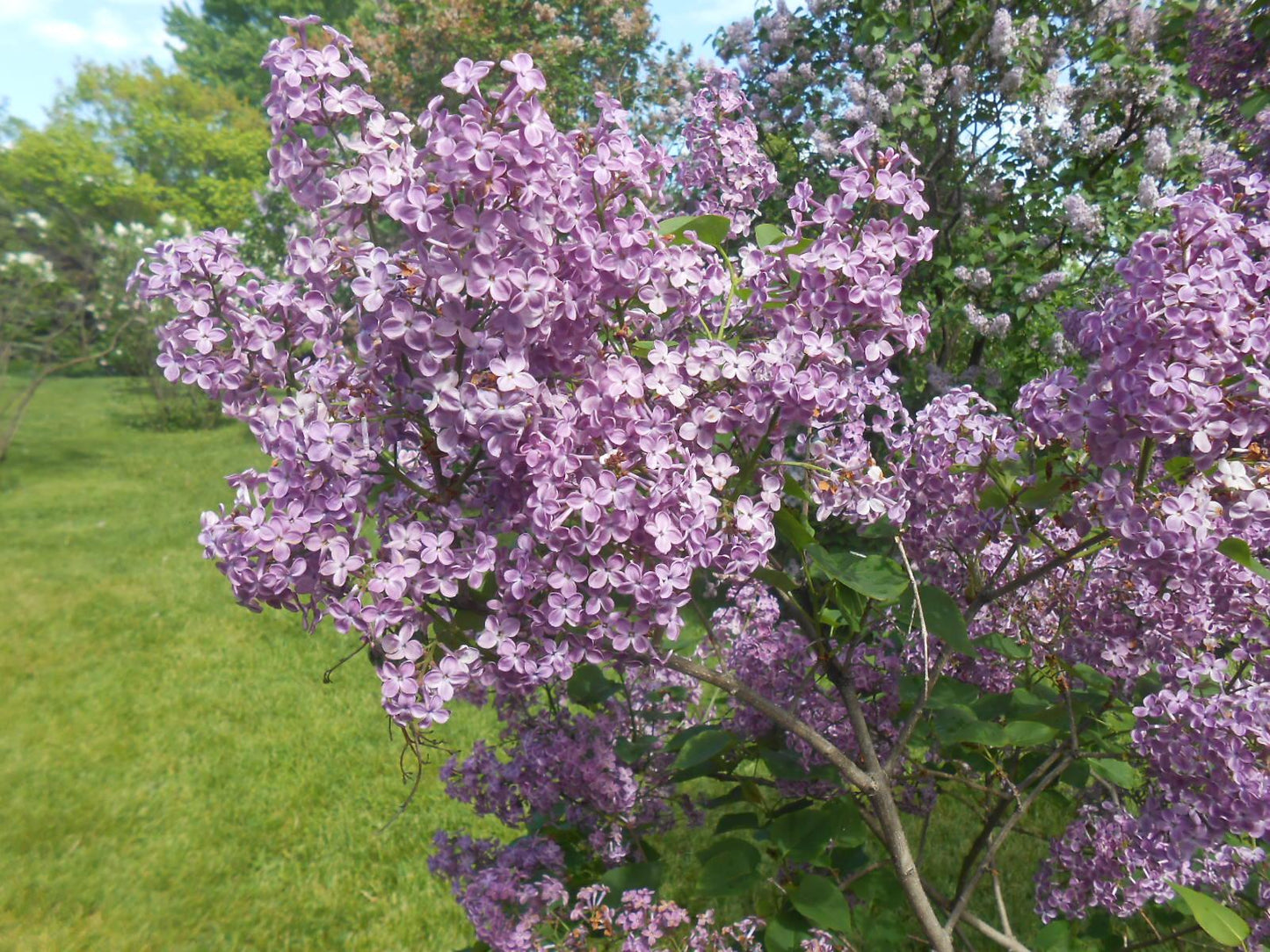 Syringa Hyacinthflora Pocahontas - View 7 from www redcrocus com