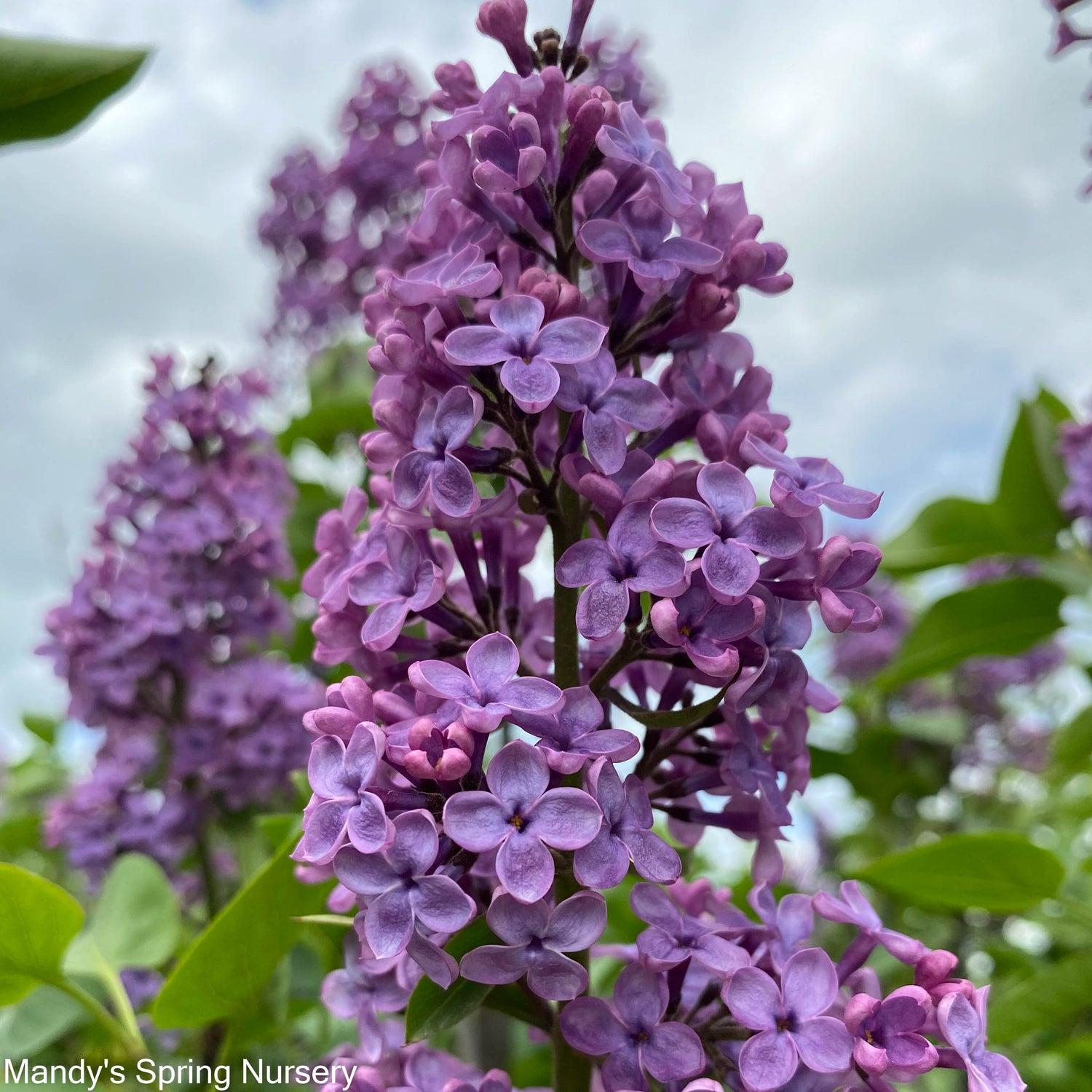 Syringa Hyacinthflora Pocahontas - View 8 from www redcrocus com