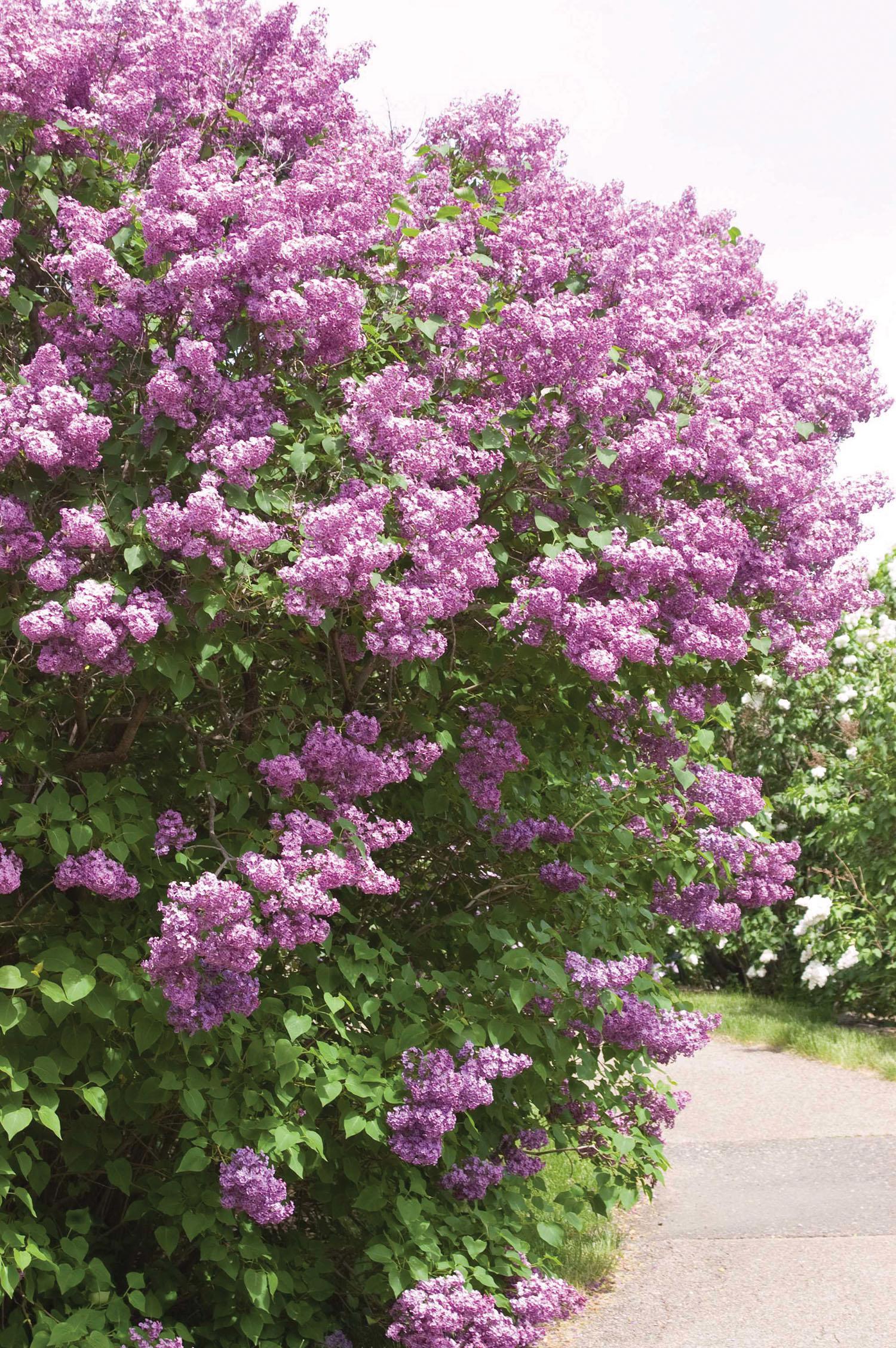 Syringa Hyacinthflora Pocahontas - View 9 from www redcrocus com