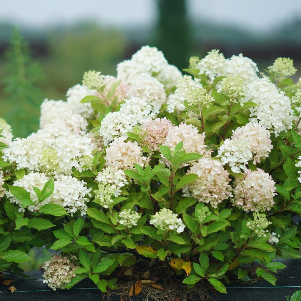 Hydrangea Paniculata Firelight Tidbit - View 15 from www redcrocus com