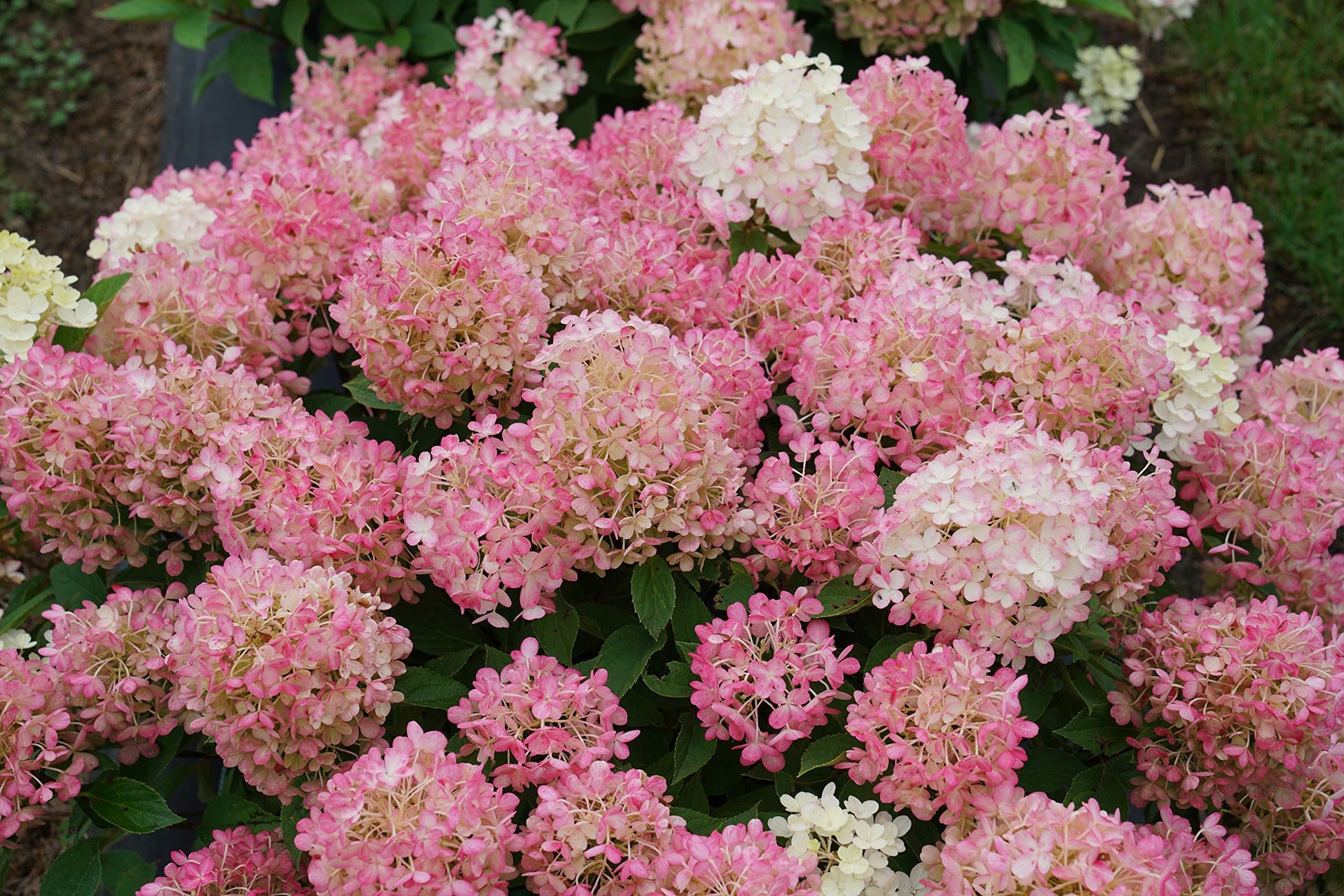 Hydrangea Paniculata Firelight Tidbit - View 20 from www redcrocus com