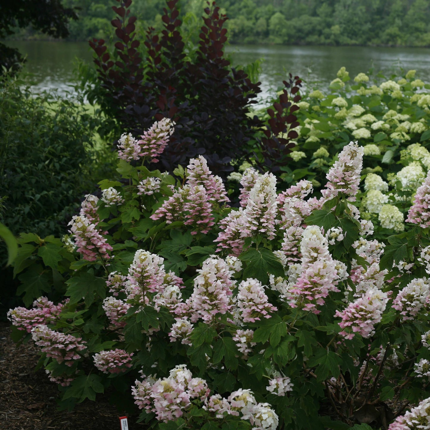 Hydrangea Quercifolia 'gatsby Pink' - View 10 from www redcrocus com