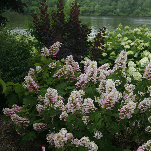 Hydrangea Quercifolia 'gatsby Pink' - View 10 from www redcrocus com