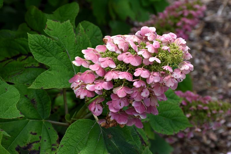 Hydrangea Quercifolia 'gatsby Pink' - View 13 from www redcrocus com