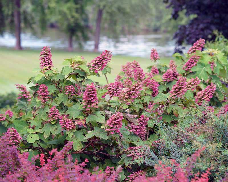 Hydrangea Quercifolia 'gatsby Pink' - View 15 from www redcrocus com