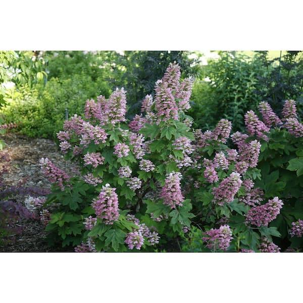 Hydrangea Quercifolia 'gatsby Pink' - View 16 from www redcrocus com