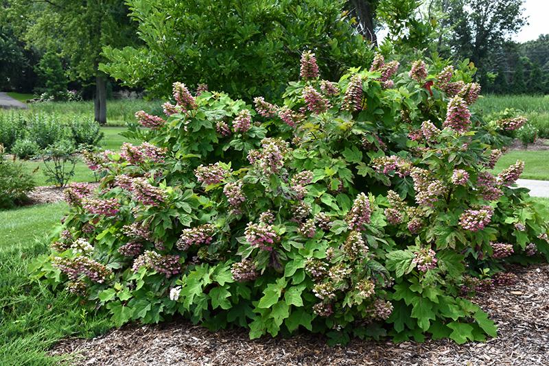Hydrangea Quercifolia 'gatsby Pink' - View 17 from www redcrocus com