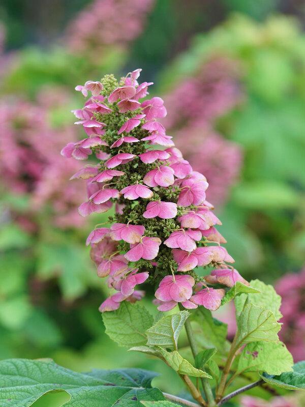 Hydrangea Quercifolia 'gatsby Pink' - View 20 from www redcrocus com