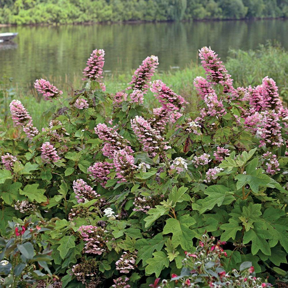 Hydrangea Quercifolia 'gatsby Pink' - View 22 from www redcrocus com