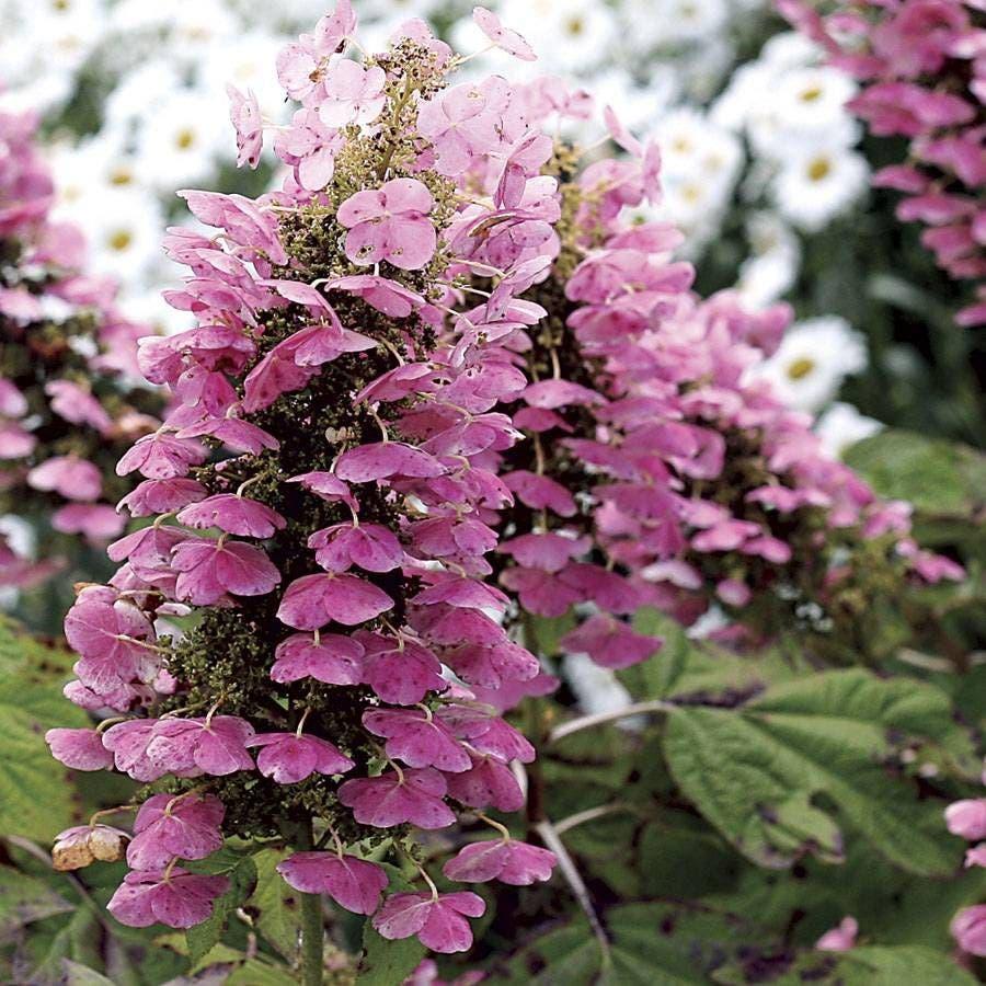 Hydrangea Quercifolia 'gatsby Pink' - View 23 from www redcrocus com