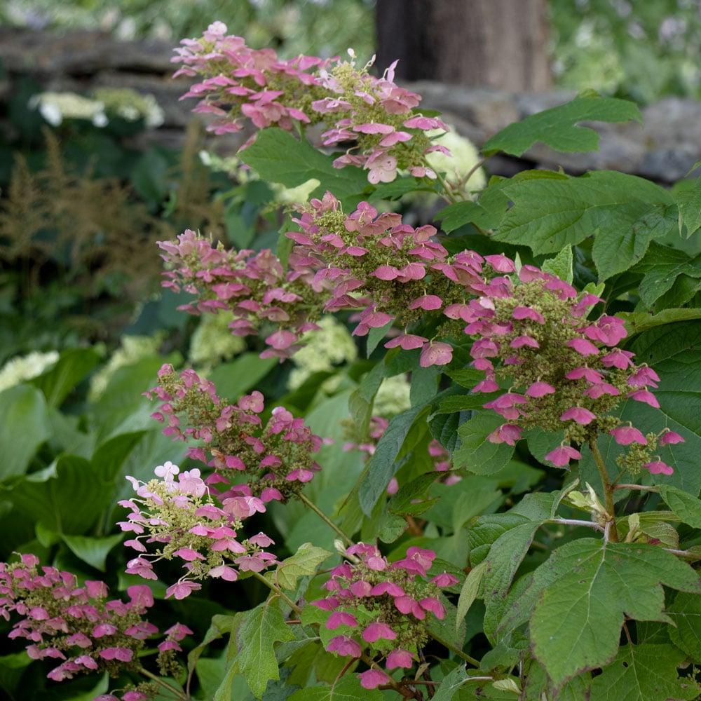 Hydrangea Quercifolia 'gatsby Pink' - View 28 from www redcrocus com