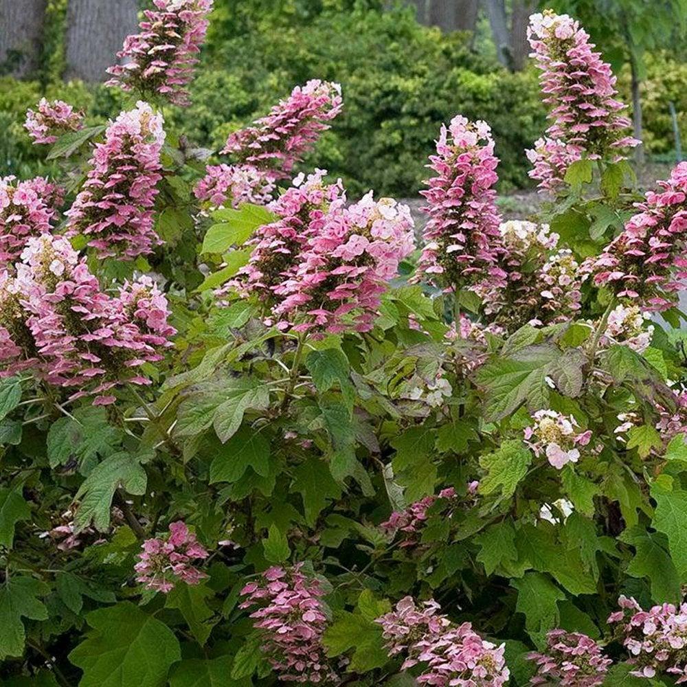Hydrangea Quercifolia 'gatsby Pink' - View 31 from www redcrocus com